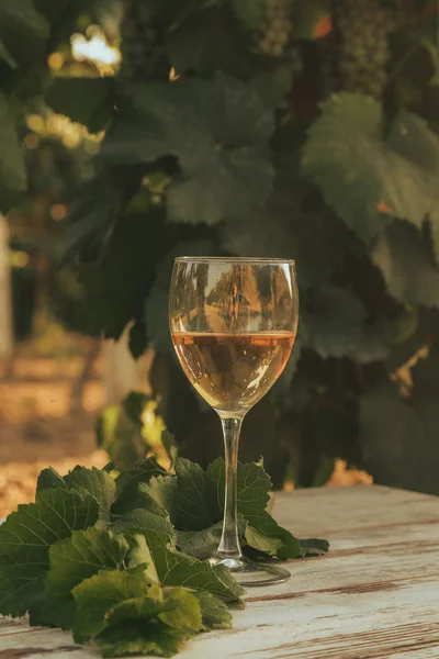 Una copa de vino blanco en el viñedo de otoño. sobre mesa de madera Tiempo de cosecha, puesta del sol en el viñedo en otoño — Foto de Stock