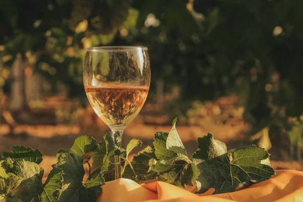 Um copo do vinho branco na vinha do Outono. na mesa de madeira Tempo de colheita, pôr do sol na vinha no outono — Fotografia de Stock
