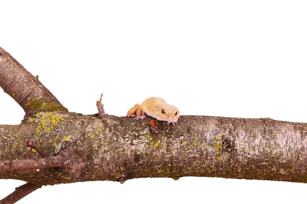 Leopard gecko zittend op een tak geïsoleerd op witte achtergrond — Stockfoto