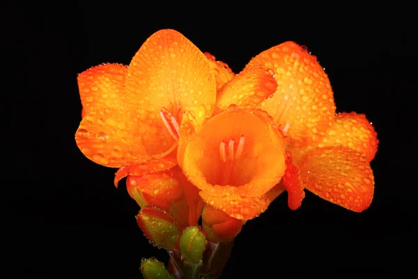 Yellow color freesia on a black background — Stock Photo, Image