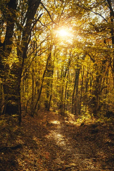 Sammlung Von Herbstwäldern Herbstlandschaft — Stockfoto