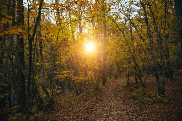 Sammlung Von Herbstwäldern Herbstlandschaft — Stockfoto