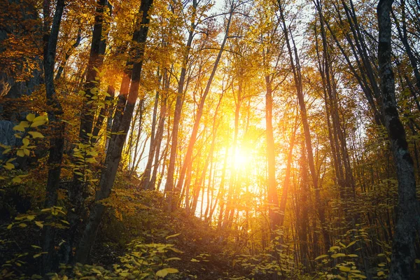 Sammlung Von Herbstwäldern Herbstlandschaft — Stockfoto