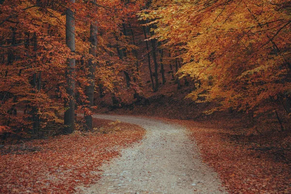 Beautiful autumn forest mountain path