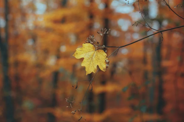 Schöner Herbstwald-Bergpfad — Stockfoto