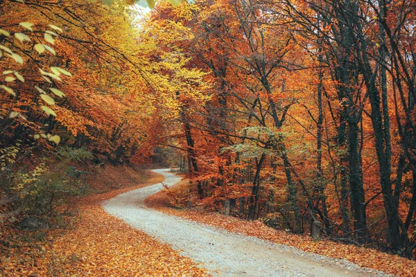 Hermoso camino de montaña bosque otoño —  Fotos de Stock