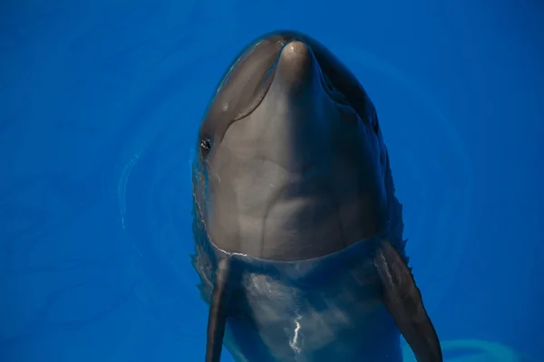 Delfín sonriente. los delfines nadan en la piscina —  Fotos de Stock