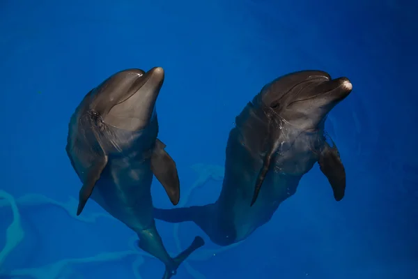 Lachende dolfijn. Dolfijnen duik in het zwembad — Stockfoto