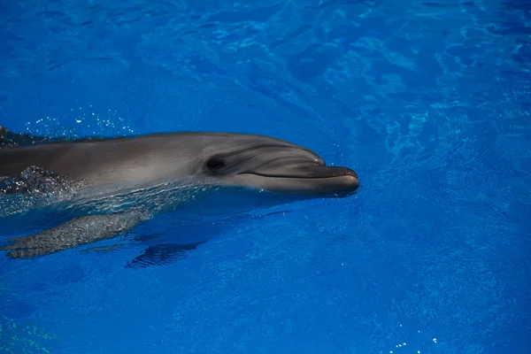 Delfín sonriente. los delfines nadan en la piscina — Foto de Stock