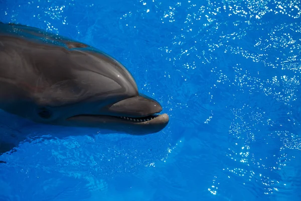 Delfín sonriente. los delfines nadan en la piscina — Foto de Stock