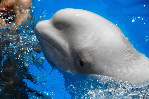 水でシロイルカのクジラ (白鯨) — ストック写真