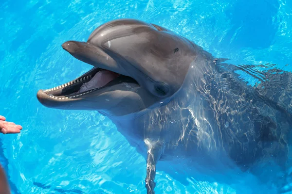 Delfín sonriente. los delfines nadan en la piscina — Foto de Stock