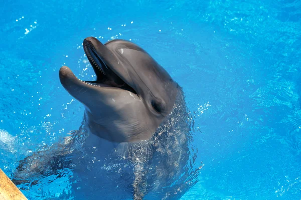 Leende delfiner. delfiner simma i poolen — Stockfoto