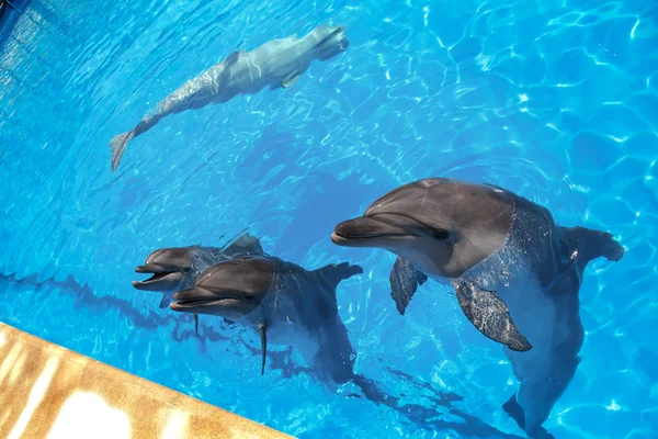 Delfín sonriente. los delfines nadan en la piscina — Foto de Stock
