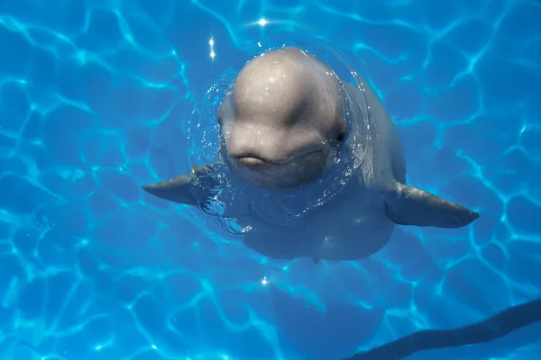 Beluga velryba (bílá velryba) ve vodě — Stock fotografie