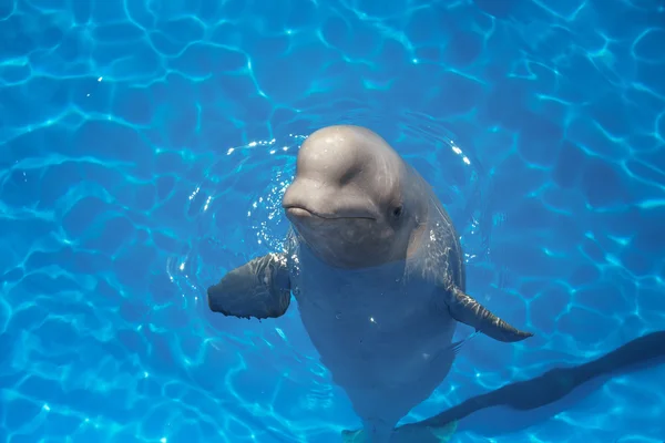 Beluga velryba (bílá velryba) ve vodě — Stock fotografie