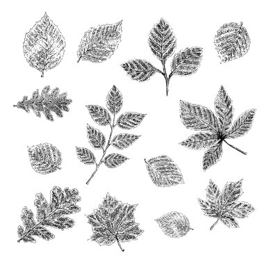 Beyaz arkaplanda el çizimi yapraklar