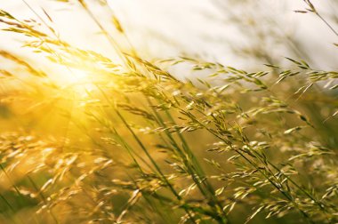 Yaz çiçeklenme çimen