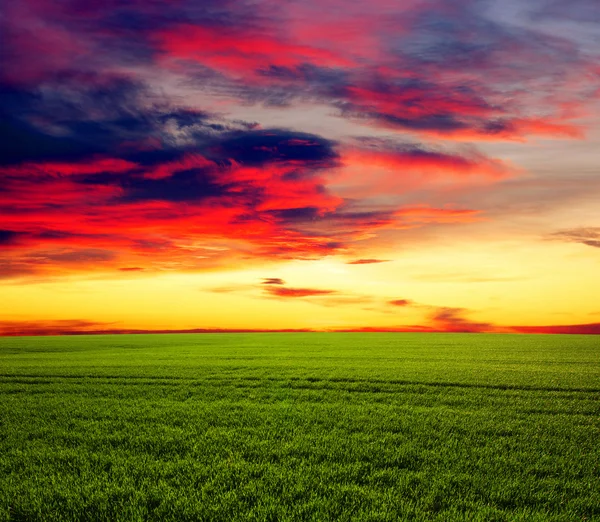 The green field — Stock Photo, Image