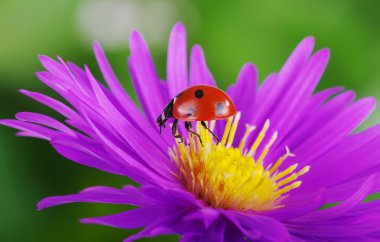 uğur böceği ve çiçek 