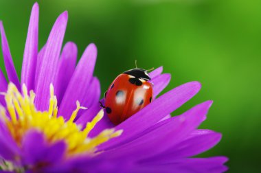 uğur böceği ve çiçek 