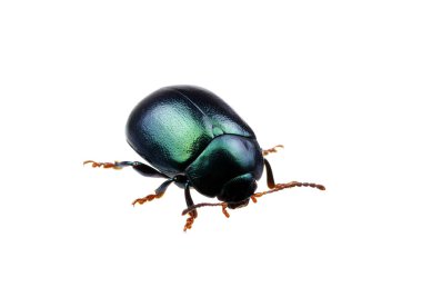 böcek üzerinde beyaz izole