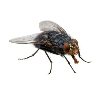 böcek üzerinde beyaz izole