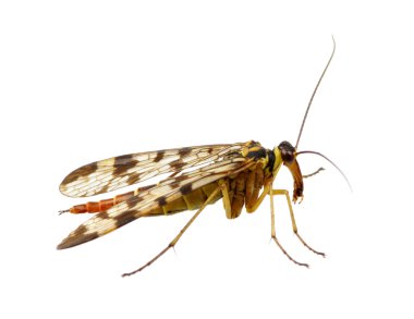 böcek üzerinde beyaz izole