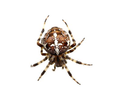 böcek üzerinde beyaz izole