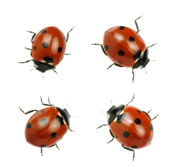 Coccinelle isolate su bianco — Foto Stock