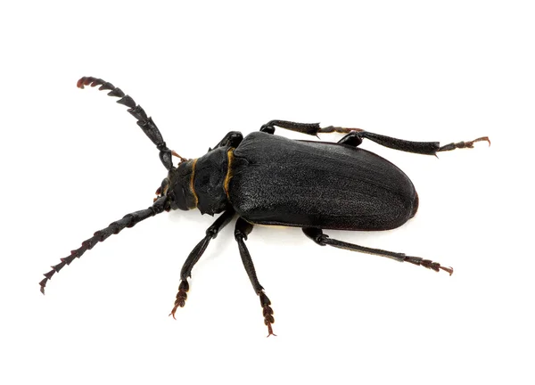 Insecto aislado en blanco — Foto de Stock