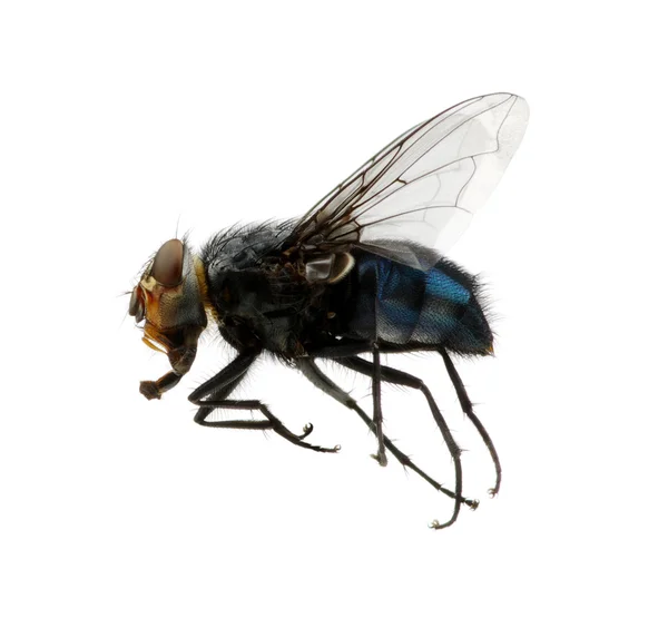 Böcek üzerinde beyaz izole — Stok fotoğraf