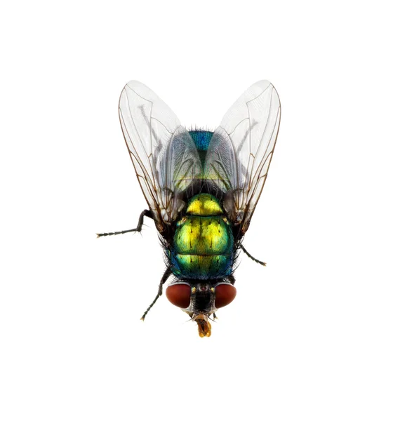 Serangga diisolasi pada warna putih — Stok Foto