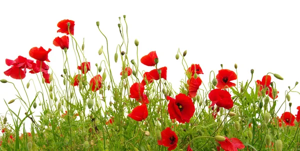 Red poppies on white — Stock Photo, Image