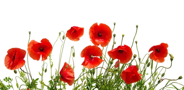 Red poppies on white — Stock Photo, Image