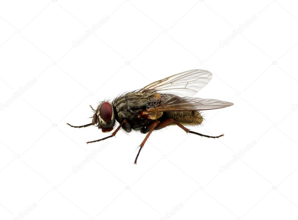 Insect isolated on white