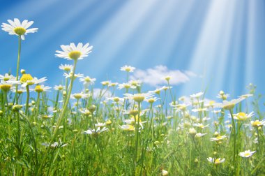 Alan papatya çiçekler