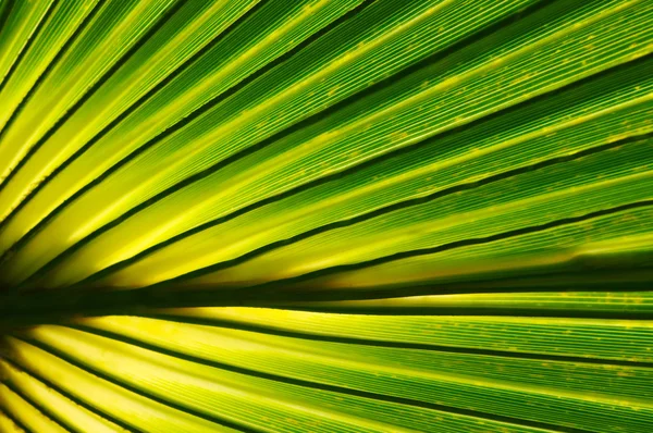 Textura de hoja verde — Foto de Stock