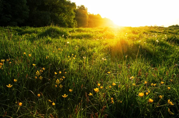 Zomer groene planten — Stockfoto