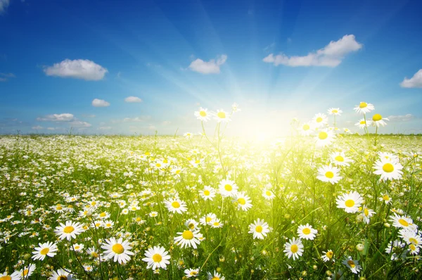 Field daisy flowers — Stock Photo, Image