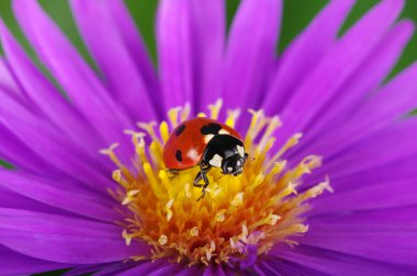 uğur böceği ve çiçek