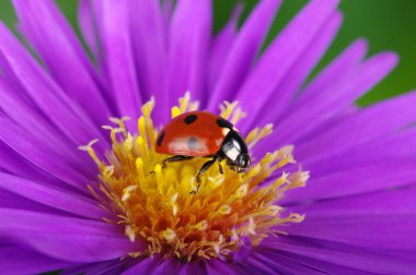 uğur böceği ve çiçek