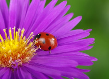 uğur böceği ve çiçek