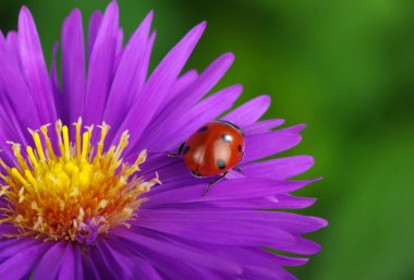 uğur böceği ve çiçek