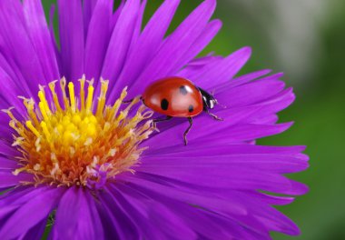uğur böceği ve çiçek