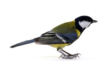 büyük baştankara üzerinde beyaz izole