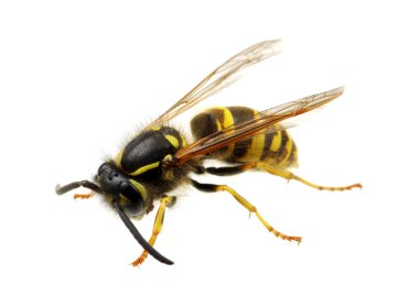 böcek üzerinde beyaz izole