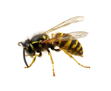 böcek üzerinde beyaz izole