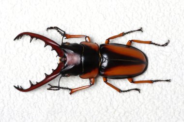 böcek üzerinde beyaz izole