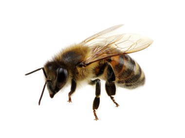 böcek üzerinde beyaz izole